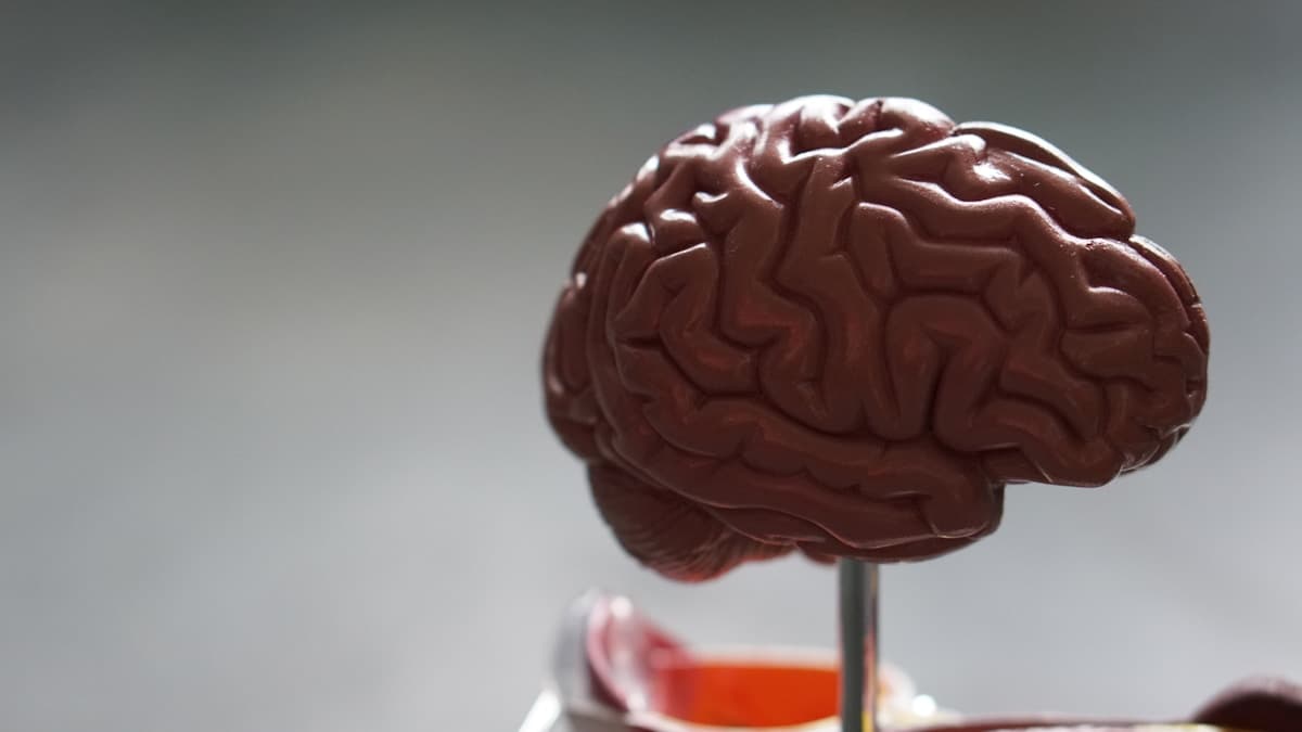 A brain model representing how copper can affect neurological health